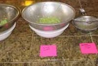 Cucumber Experiment: Growing and Observing Cucumbers at Home