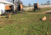 Amish Community Update: Kentucky Tragedy, Pandemic Impact & Cinnamon Bread