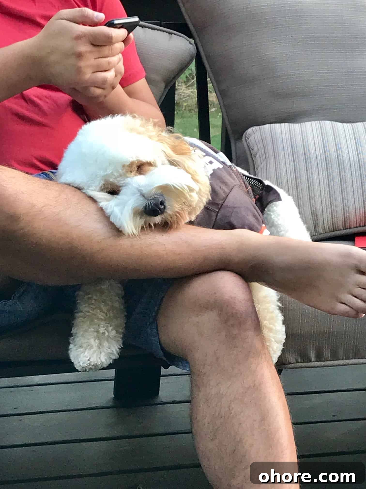 Cockapoo puppy in browns jersey adorably asleep over man's legs 